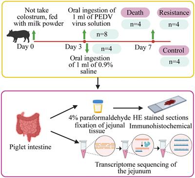 Transcriptomics yields valuable information regarding the response mechanisms of Chinese Min pigs infected with PEDV